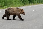 Motociclist străin, mușcat de urs pe Transfăgărășan în timp ce era oprit în coloană