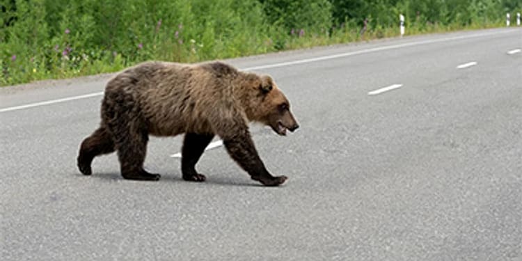 Motociclist străin, mușcat de urs pe Transfăgărășan în timp ce era oprit în coloană