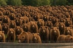 Rezervaţia de la Zărneşti s-ar putea revărsa în orice clipă. Stratul de urşi a atins 4 metri