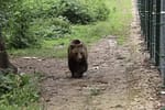 Mogly, o ursoaică trăită 13 ani în captivitate, nu reușește să se bucure încă de libertate. Imagini sfâșietoare cu animalul (VIDEO)