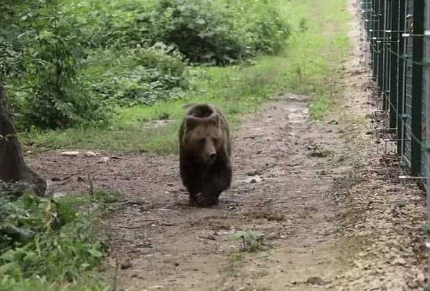 Mogly, o ursoaică trăită 13 ani în captivitate, nu reușește să se bucure încă de libertate. Imagini sfâșietoare cu animalul (VIDEO)