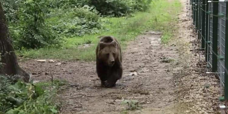 Mogly, o ursoaică trăită 13 ani în captivitate, nu reușește să se bucure încă de libertate. Imagini sfâșietoare cu animalul (VIDEO)