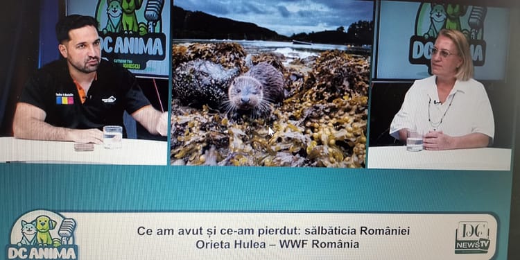 Sălbăticia pierdută a României. Orieta Hulea, directoarea WWF-România, la DC Anima