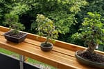 Patru Dacii Spring, grav avariate de o creangă de bonsai căzută peste ele