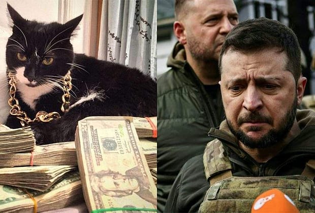 Motanul lui Zelenski, arestat pentru delapidare de crănțănele din fonduri NATO