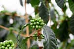Cafeaua dezvoltată în Franța, cultivată în Mexic și băută în România