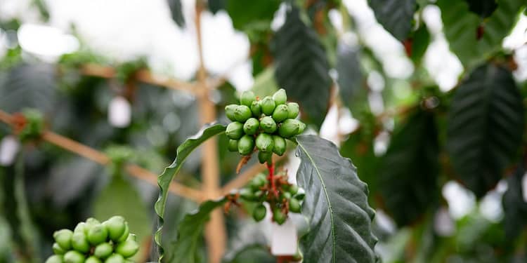 Cafeaua dezvoltată în Franța, cultivată în Mexic și băută în România