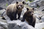 Instinct matern. O ursoaică îşi obligă puii să poarte blană deşi sunt 35 de grade afară