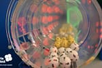 Loto. Rezultatele tragerilor de joi, 19 iunie, 2025. Report de peste 1,47 milioane de  euro la Loto 6/49
