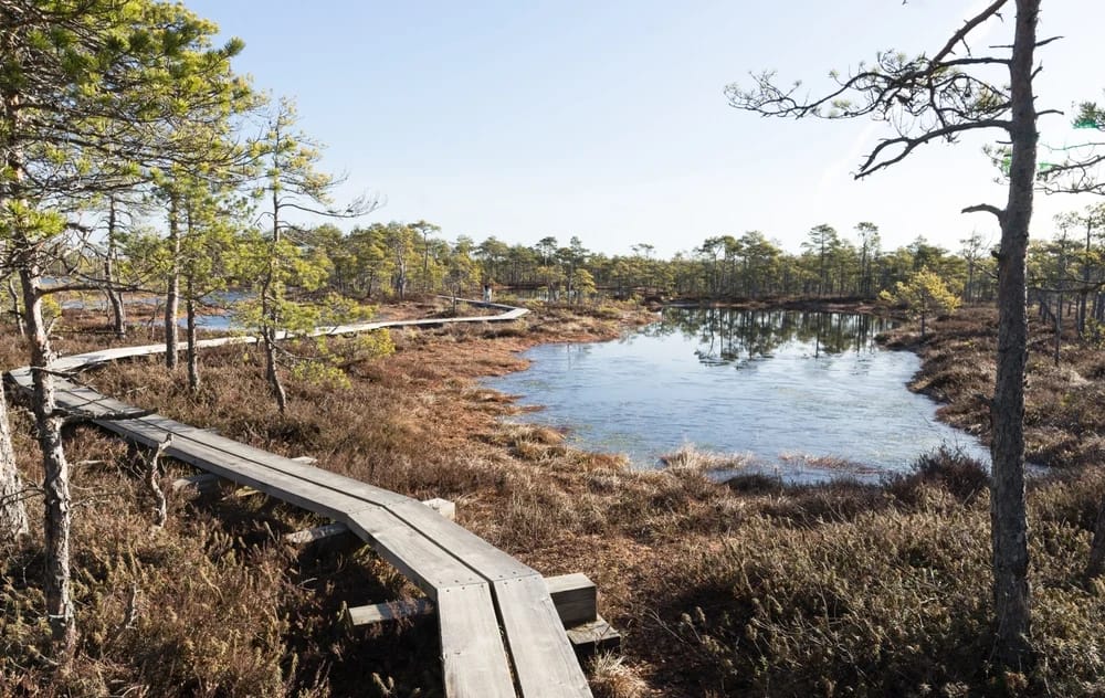Mlaștină în Estonia FOTO SHUTTERSTOCK