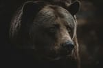 Slovacia împușcă 350 de urși după ce un bărbat a fost ucis, în timp ce se plimba: Nu putem trăi într-o țară în care oamenii devin hrană pentru urși