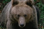 Un bărbat a fost atacat de urs pe o stradă din Predeal