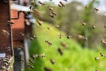 Victorie pentru albine: Justiția interzice folosirea pesticidelor controversate în agricultură
