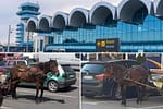 Aeroportul Otopeni va avea parcare long term de căruțe, cu iesle pentru cai