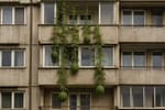 Încă un român rănit după ce i-a căzut în cap un pepene crescut pe balcon