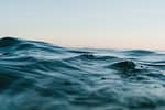Descoperire în adâncurile Oceanului Pacific: O „oază vibrantă“ de animale devoratoare de substanțe chimice