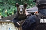 Jandarmii au alungat un urs în Brașov: ”Hai, treci la scara ta!”