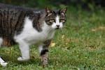 Pisicile dezvoltă demenţă în mod similar cu oamenii afectaţi de Alzheimer. Descoperirea, importantă pentru cercetarea bolii