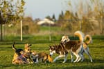 Avertisment pentru stăpânii de câini: aceste rase iubite riscă probleme grave de sănătate. Explicațiile unui medic veterinar