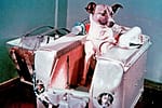 Ce s-a întâmplat de fapt cu Laika, câinele trimis în spațiu de sovietici?