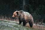 Bărbat atacat de urs în timp ce lucra pe câmp