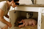 Combatem risipa alimentară! Fiecare român va fi obligat să crească un porc sub chiuvetă