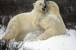 Urșii polari își modifică ADN-ul pentru a se adapta la încălzirea globală. Descoperirea făcută în Groenlanda