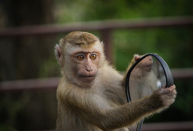 Pană generalizată de curent în Sri Lanka, provocată de… o maimuță! Cum a fost posibil așa ceva