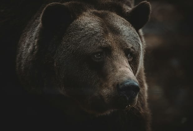 Slovacia împușcă 350 de urși după ce un bărbat a fost ucis, în timp ce se plimba: Nu putem trăi într-o țară în care oamenii devin hrană pentru urși
