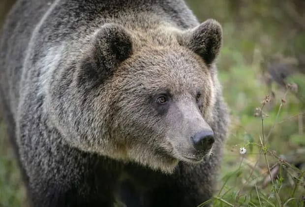Ursul care l-a atacat pe șeful Salvamont Predeal a fost împușcat / Bărbatul va fi transferat cu avionul la Spitalul Floreasca