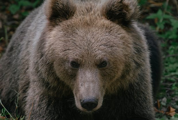 Un bărbat a fost atacat de urs pe o stradă din Predeal