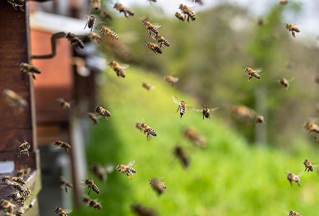 Victorie pentru albine: Justiția interzice folosirea pesticidelor controversate în agricultură