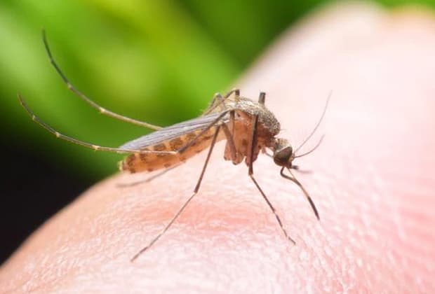 Boli tropicale extrem de grave, transmise de ţânţari, sunt pe cale să devină endemice în Europa. Peste 300 de cazuri în 2024