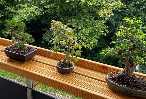 Patru Dacii Spring, grav avariate de o creangă de bonsai căzută peste ele