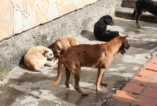 Dincolo de mitul hingherului. Ce înseamnă cu adevărat sterilizarea câinilor fără stăpân /video
