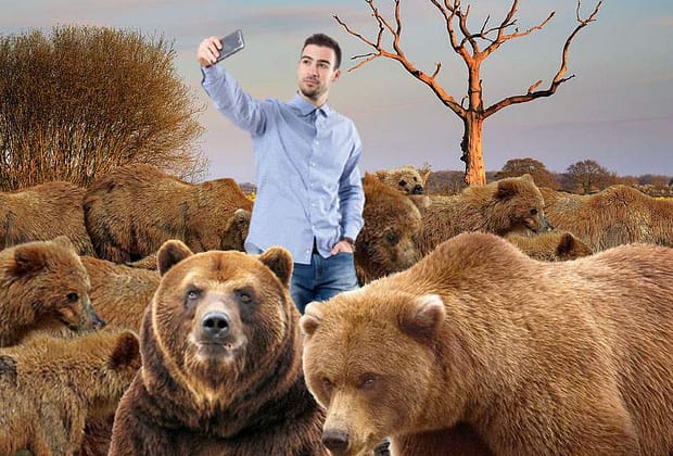 Pedepse dure! Șoferii care opresc să filmeze urși vor avea Tik Tok-ul suspendat șase luni