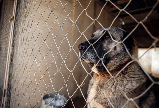 Tânăr de 21 de ani, cu răni grave după ce a fost atacat în Munții Făgăraș de câini din rasa Kangal