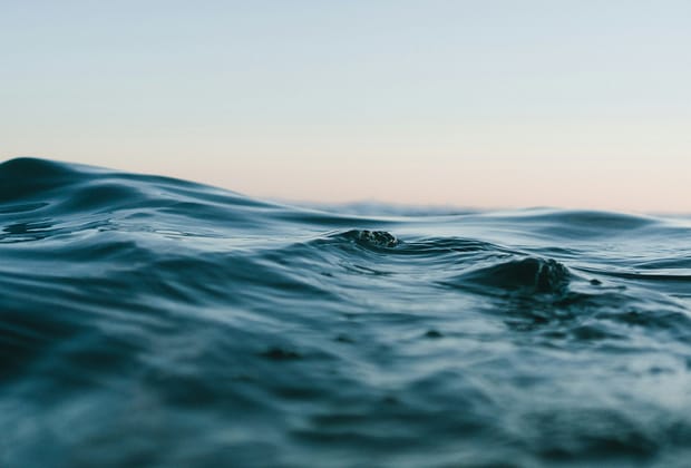 Descoperire în adâncurile Oceanului Pacific: O „oază vibrantă“ de animale devoratoare de substanțe chimice