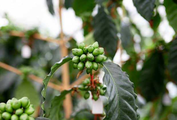 Cafeaua dezvoltată în Franța, cultivată în Mexic și băută în România