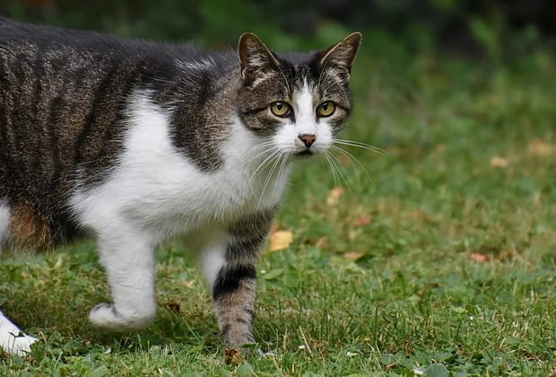 Pisicile dezvoltă demenţă în mod similar cu oamenii afectaţi de Alzheimer. Descoperirea, importantă pentru cercetarea bolii