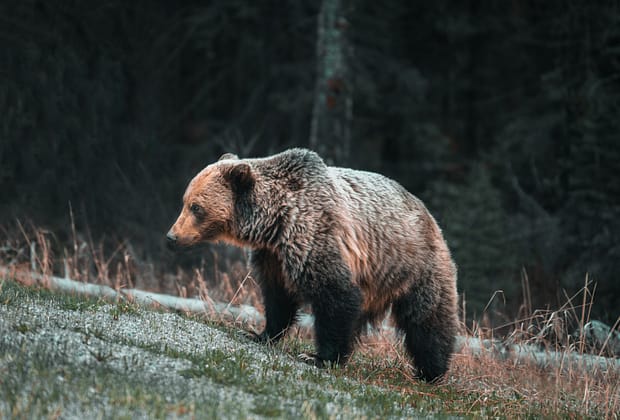 Bărbat atacat de urs în timp ce lucra pe câmp