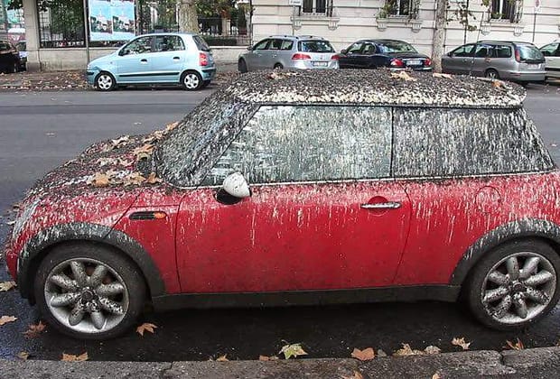 Armata nu are cadrul legislativ pentru a doborî porumbeii care se găinățează pe mașini