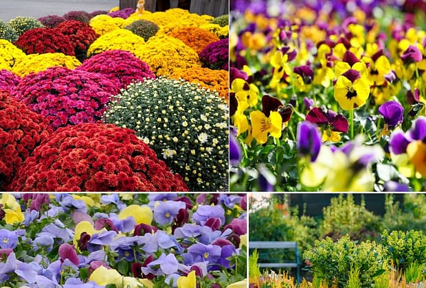 Plante perfecte pentru toamnă. Floarea miraculoasă care înflorește în frig și aduce culoare instant pe balcon și în grădină