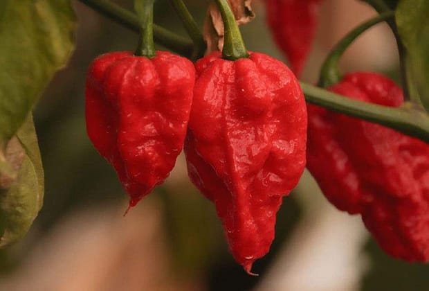 Doliu în lumea cururilor după ce la Buzău a fost creat cel mai iute ardei din lume