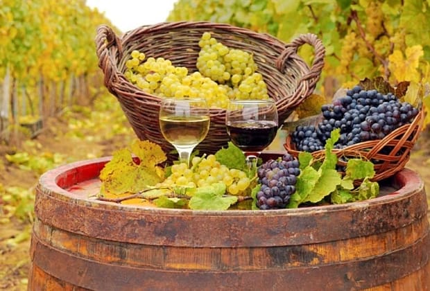 Podgoriile unde strugurii se strâng noaptea. Momentul în care se culege recolta influențează gustul vinului