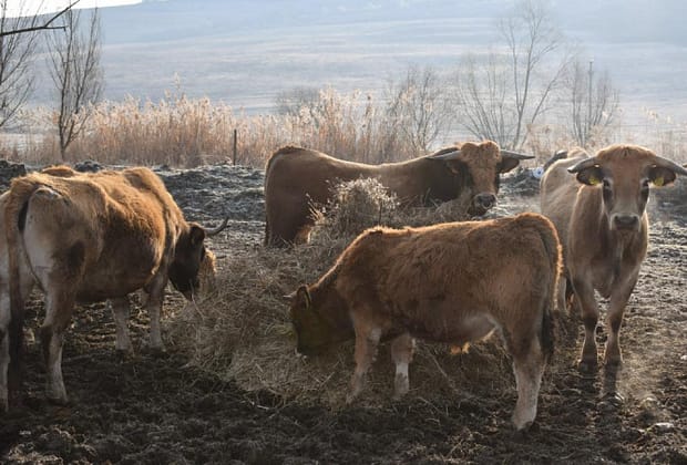 Măsuri de protejare a animalelor în județele aflate sub COD ROȘU