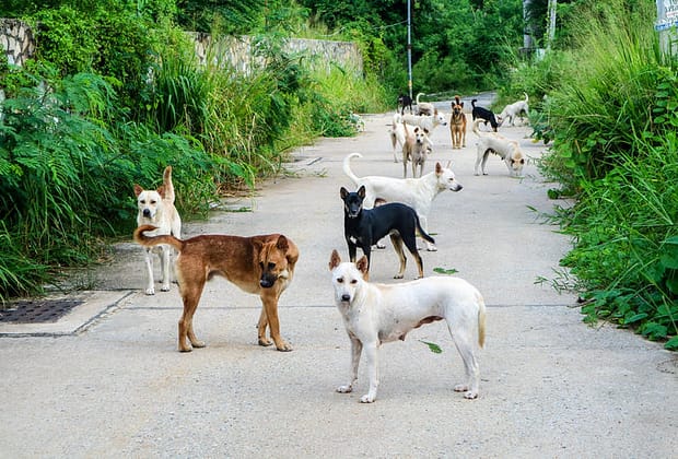 Atacul unei haite de câini, principala ipoteză în cazul morții unei femei din Vaslui