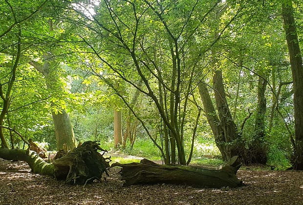 Animalul care reapare în Europa după 400 de ani de absență: surprins în timp ce își construia adăpostul și strângea provizii pentru iarnă