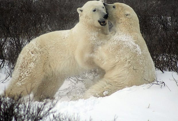 Urșii polari își modifică ADN-ul pentru a se adapta la încălzirea globală. Descoperirea făcută în Groenlanda