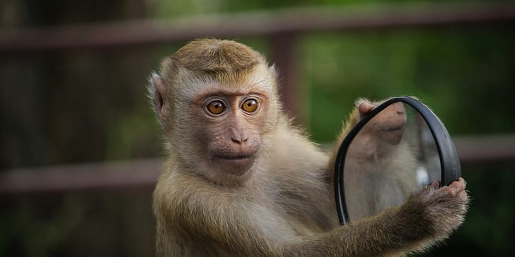 Pană generalizată de curent în Sri Lanka, provocată de… o maimuță! Cum a fost posibil așa ceva